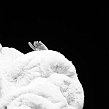 concile-29919
