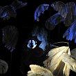 concile-31014