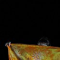 BPuce-51381