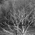 zurencausse-47147